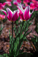Website-Portfolio-119