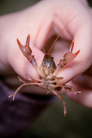 Insect Club-1208