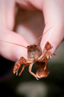Insect Club-1216