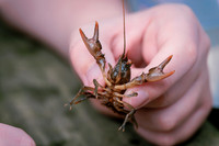 Insect Club-1230