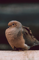 Website-Portfolio-214