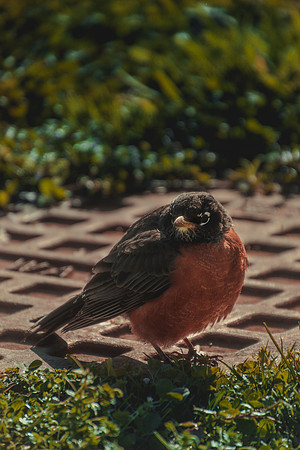 Website-Portfolio-218