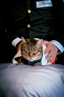 Rengoku Cat--4