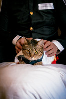Rengoku Cat--8