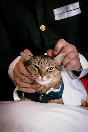 Rengoku Cat--15