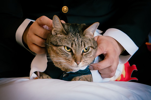 Rengoku Cat--19