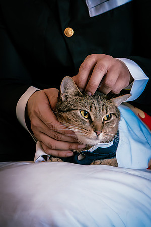 Rengoku Cat--17