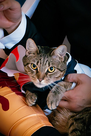 Rengoku Cat--30