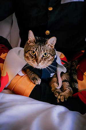 Rengoku Cat--47