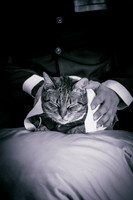 Rengoku Cat-5283