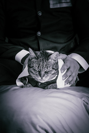 Rengoku Cat-5283