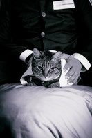 Rengoku Cat-5290