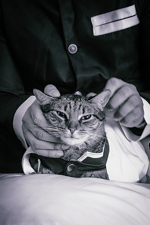 Rengoku Cat-5317