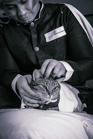 Rengoku Cat-5326