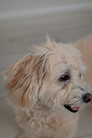 Pup Extra AK5A6565-Enhanced-NR