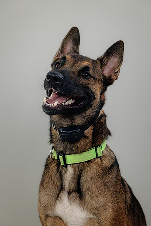 Pup AK5A6518-Enhanced-NR