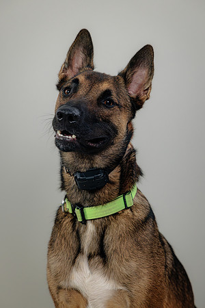 Pup AK5A6516-Enhanced-NR