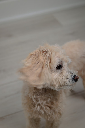 Pup Extra AK5A6562-Enhanced-NR
