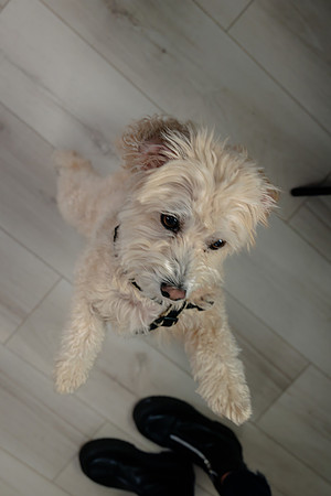 Pup Extra AK5A6533-Enhanced-NR