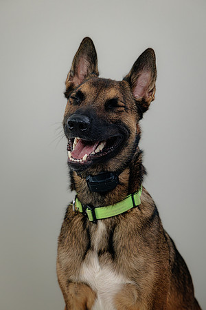 Pup AK5A6514-Enhanced-NR