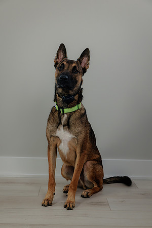 Pup AK5A6508-Enhanced-NR