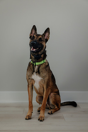 Pup AK5A6511-Enhanced-NR