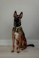 Pup Extra AK5A6509-Enhanced-NR