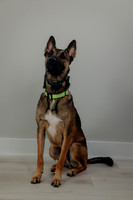 Pup AK5A6506-Enhanced-NR