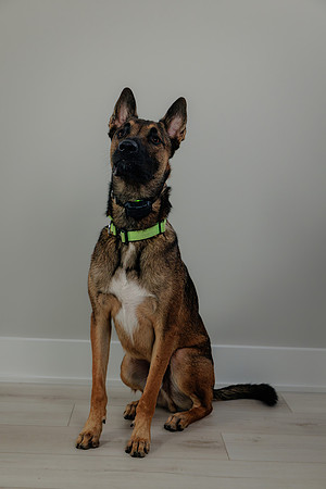 Pup AK5A6506-Enhanced-NR
