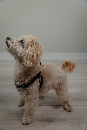 Pup Extra AK5A6522-Enhanced-NR