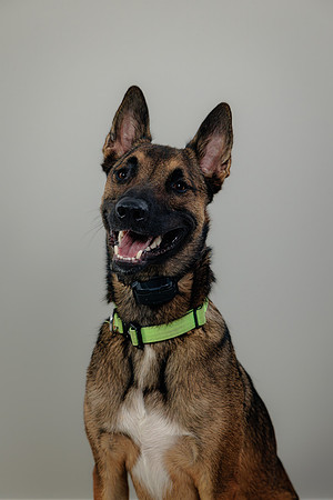 Pup AK5A6513-Enhanced-NR
