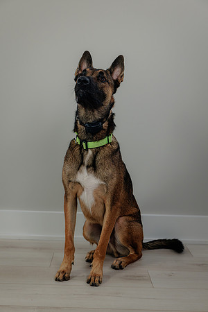 Pup AK5A6505-Enhanced-NR