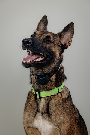 Pup AK5A6517-Enhanced-NR
