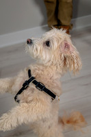 Pup Extra AK5A6527-Enhanced-NR
