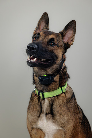 Pup AK5A6515-Enhanced-NR