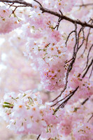 Website-Portfolio-236