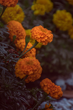 Website-Portfolio-125