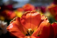 Website-Portfolio-47