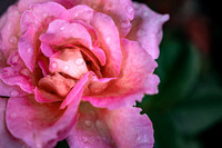 Website-Portfolio-121
